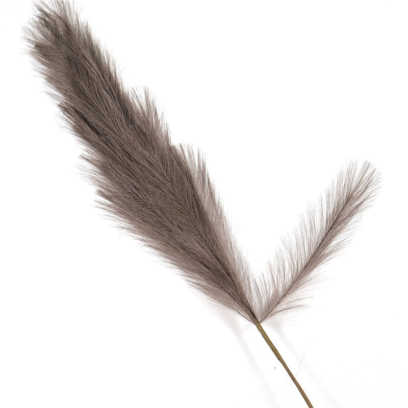 Pampasgrass